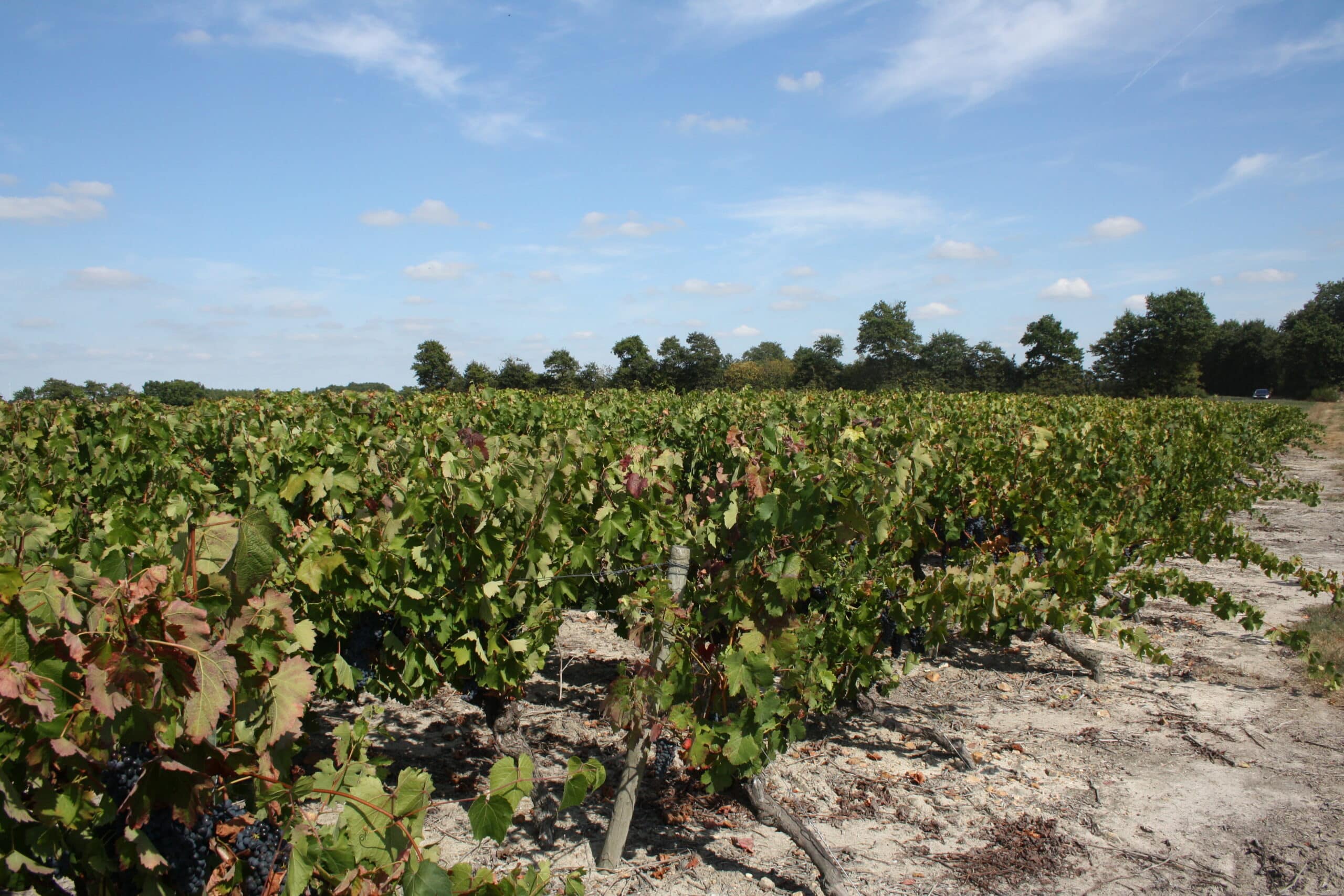 vendanges