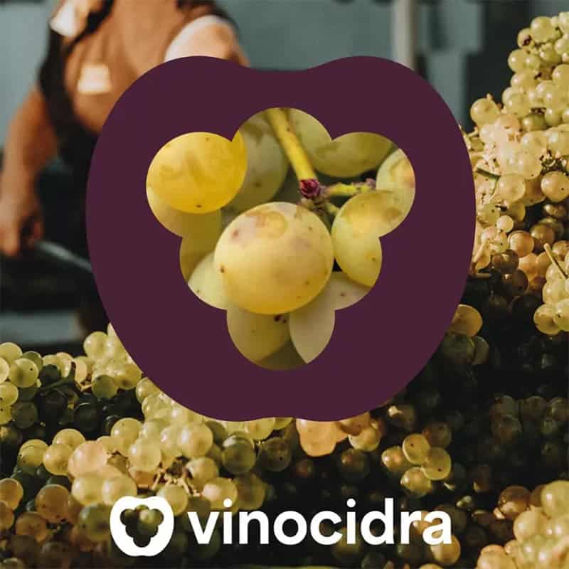 logo vinocidra sur une grappe de raisin