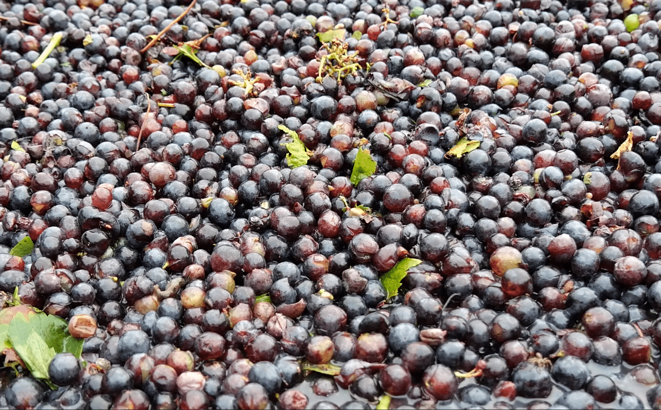 raisin ramassé lors des vendanges